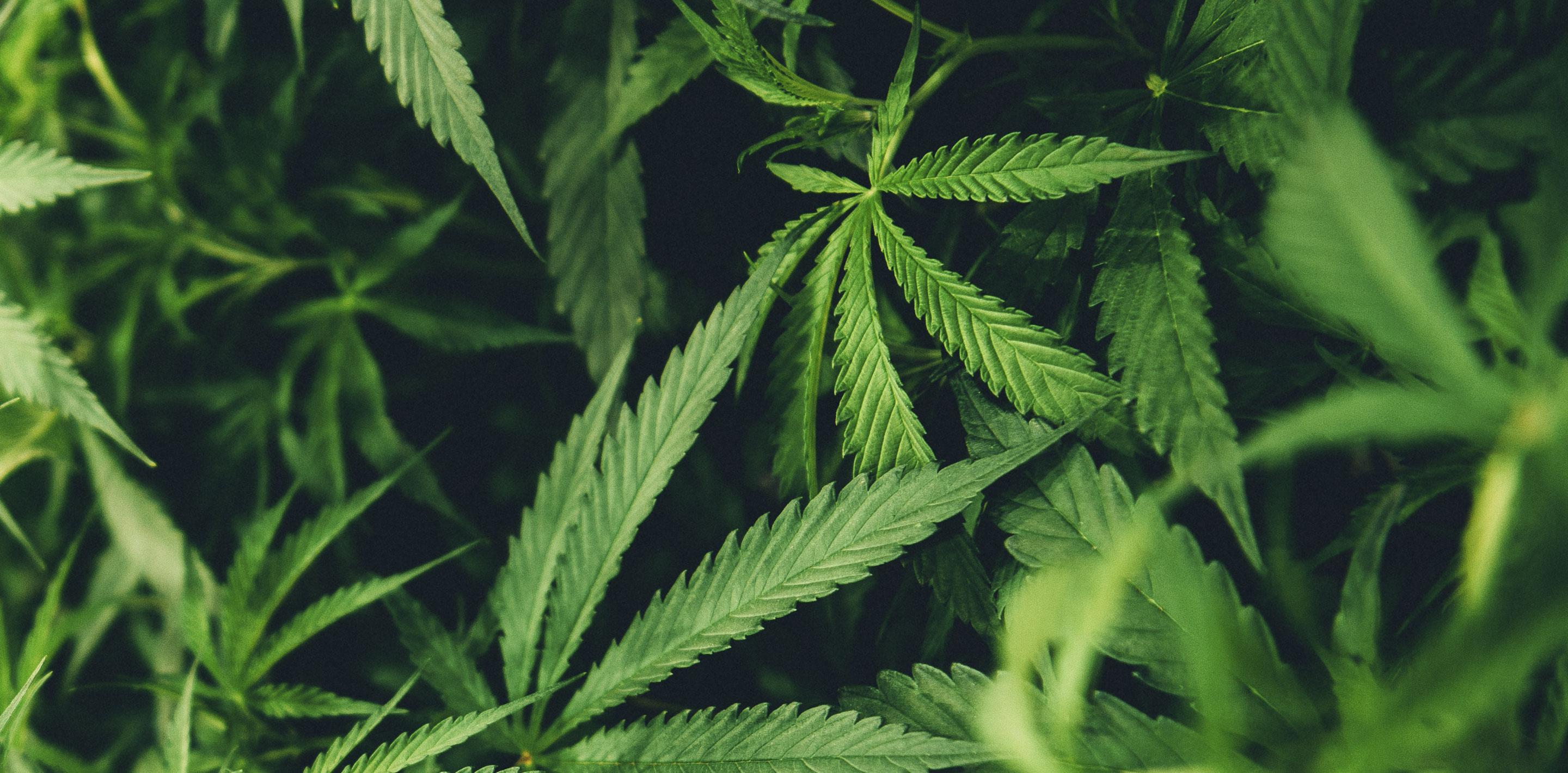 bïdi - bïdi - Live bïdi | SPICE